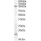 Membrane Associated Ring-CH-Type Finger 6 (MARCHF6) Antibody
