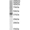 X-Box-Binding Protein 1 (XBP1) Antibody