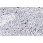 abx430111 (3.8 µg/ml staining of paraffin embedded Human Spleen. Steamed antigen retrieval with citrate buffer pH 6, AP-staining.