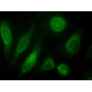 abx430121 (10 µg/ml) staining of nuclei HeLa cells (green). Detected by immunofluorescence.