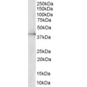 abx430126 (0.5 µg/ml) staining of HepG2 lysate (35 µg protein in RIPA buffer). Detected by chemiluminescence.