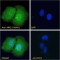 NUAK Family SNF1 Like Kinase 1 (NUAK1) Antibody