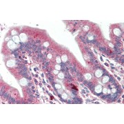 abx430129 (5 µg/ml staining of paraffin embedded Human Small Intestine. Steamed antigen retrieval with citrate buffer pH 6, AP-staining.