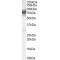 Intraflagellar Transport 74 (IFT74) Antibody