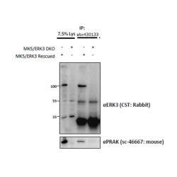 Mitogen-Activated Protein Kinase 6 / ERK3 (MAPK6) Antibody
