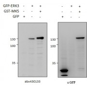 HEK293 lysate (10 µg protein in RIPA buffer) overexpressing GFP-fused Mouse ERK3 probed with abx430133 (0.5 µg/ml) in left panel and with anti-GFP in right panel. GFP-only exression in the first lane. Primary incubations were for 2 hours. Detected by chemiluminescence.