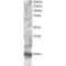 Regulator of G-Protein Signaling 1 (RGS1) Antibody