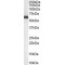 Non POU Domain Containing Octamer Binding Protein (NONO) Antibody