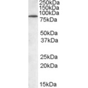 abx430139 staining (0.05 µg/ml) of Mouse Brain lysate (RIPA buffer, 30 µg total protein per lane). Primary incubated for 1 hour. Detected by chemiluminescence.