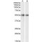 Glycerophosphodiester Phosphodiesterase 1 (GDE1) Antibody