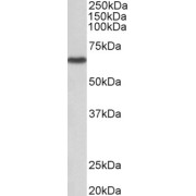 abx430141 (1 µg/ml) staining of NIH3T3 lysate (35 µg protein in RIPA buffer). Primary incubation was 1 hour. Detected by chemiluminescence.