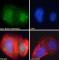 BS69 Antibody