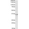 Junctional Adhesion Molecule 2 (JAM2) Antibody