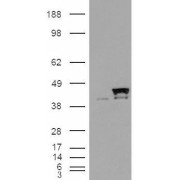 HEK293 overexpressing CyP-40 and probed with abx430156 (mock transfection in first lane).