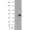 Peptidylprolyl Isomerase D / CYPD (PPID) Antibody