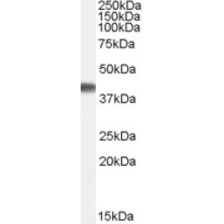 Peptidylprolyl Isomerase D / CYPD (PPID) Antibody