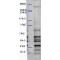 WD Repeat And FYVE Domain-Containing Protein 3 (WDFY3) Antibody