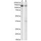 Serrate RNA Effector Molecule Homolog (SRRT) Antibody