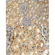 abx430180 (4 µg/ml staining of paraffin embedded Human Kidney. Steamed antigen retrieval with citrate buffer pH 6, HRP-staining.