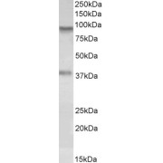 abx430190 (0.1 µg/ml) staining of A549 lysate (35 µg protein in RIPA buffer). Primary incubation was 1 hour. Detected by chemiluminescence.