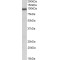 APPL Antibody