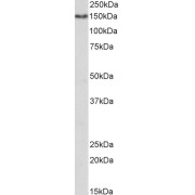 abx430200 (1 µg/ml) staining of Human Kidney lysate (35 µg protein in RIPA buffer). Primary incubation was 1 hour. Detected by chemiluminescence.