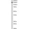 Aminopeptidase N (ANPEP) Antibody