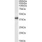 Low Affinity Immunoglobulin Gamma Fc Region Receptor II-B (FCGR2B) Antibody