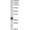 Thy-1 Membrane Glycoprotein (THY1) Antibody