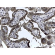 abx430223 (2 µg/ml staining of paraffin embedded Human Placenta. Steamed antigen retrieval with citrate buffer pH 6, HRP-staining.