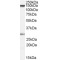 SPT16 Homolog, Facilitates Chromatin Remodeling Subunit (SUPT16H) Antibody