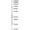 Zinc Finger And BTB Domain-Containing Protein 32 (ZBTB32) Antibody