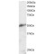 Krueppel-Like Factor 8 (KLF8) Antibody