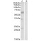 Large Neutral Amino Acid Transporter 1 / LAT1 (SLC7A5) Antibody