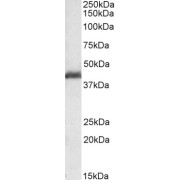 abx430259 (0.1 µg/ml) staining of Rat Ovary lysate (35 µg protein in RIPA buffer). Primary incubation was 1 hour. Detected by chemiluminescence.