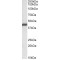 LIS1 Antibody