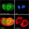 Max Dimerization Protein 3 (MAD3) Antibody