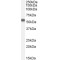 NAC1 Antibody