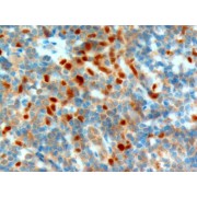 abx430270 (2.5 µg/ml staining of paraffin embedded Human Tonsil. Steamed antigen retrieval with citrate buffer pH 6, AP-staining.