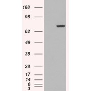 HEK293 overexpressing PADI4 and probed with abx430276 (mock transfection in first lane).