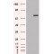 Protein-Arginine Deiminase Type-4 (PAD4) Antibody