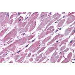 PP2A Antibody