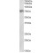 Replication Protein A 70 kDa DNA-Binding Subunit (RPA70) Antibody