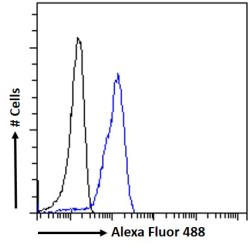 SUMO-Activating Enzyme Subunit 1 (SAE1) Antibody