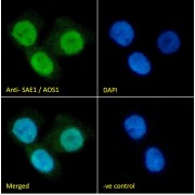 Immunofluorescence analysis of paraformaldehyde fixed A431 cells permeabilized with 0.15% Triton, using SUMO-Activating Enzyme Subunit 1 (SAE1) Antibody (10 µg/ml, 1 hour) followed by AF488 secondary antibody (2 µg/ml), and DAPI nuclear stain (blue). Negative control: Unimmunized goat IgG (10 µg/ml) followed by AF488 secondary antibody (2 µg/ml).