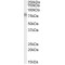 Transcription Factor E2-Alpha (TCF3) Antibody