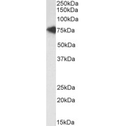 Western blot analysis of Daudi lysate (35 µg protein in RIPA buffer) using biotin-conjugated Transcription Factor E2-Alpha (TCF3) Antibody (0.3 µg/ml, 1 hour). Detected by chemiluminescence, using streptavidin-HRP and using NAP blocker as a substitute for skimmed milk.