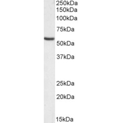 Calcium Release-Activated Calcium Channel Protein 1 (ORAI1) Antibody