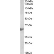 abx430325 (2 µg/ml) staining of U937 lysate (35 µg protein in RIPA buffer). Primary incubation was 1 hour. Detected by chemiluminescence.