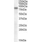 LIMP2 Antibody